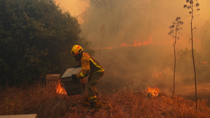 ARCHIVO – Un bombero retira del fuego varios panales mientras combate un incendio forestal en...